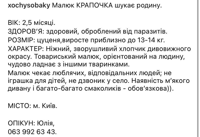 soocriingee's tweet photo. КИЇВ!!!! 

Просто подивіться який він прекрасний. Єдине що йому потрібне - дім ❤️‍🩹 https://t.co/qZ2c0leClS