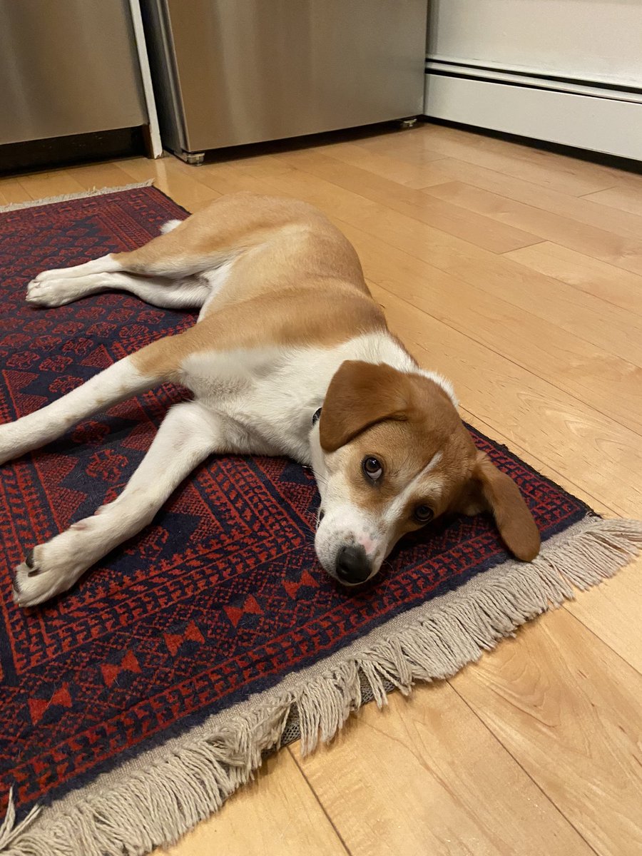 Paul Ó Corcráin DeCamp tweet media