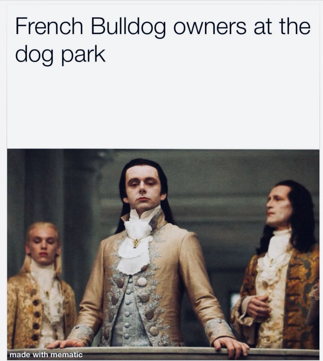 Just sayin #Frenchie