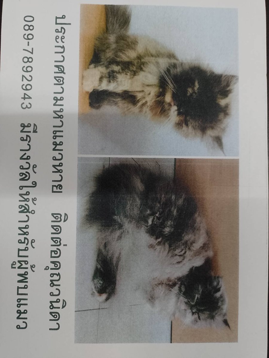 ‼️ตามหาน้องแมวหาย‼️
แมวเพศเมีย พันธุ์เปอร์เซีย  กำลังท้อง 
พิกัดที่หาย : ตลาดไอยรา ตรงข้ามร้านบัวจันทร์  วันที่ 30 มกราคม 2566  เวลาประมาณ 13.30
ติดต่อ : 0897892943