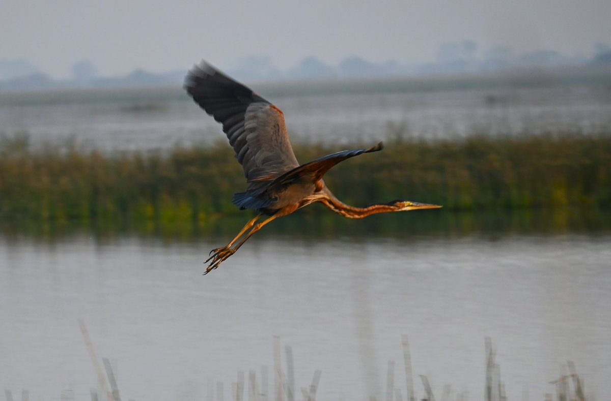 Happy World Wetlands Day 2023
#WetlandsDay #Pondman