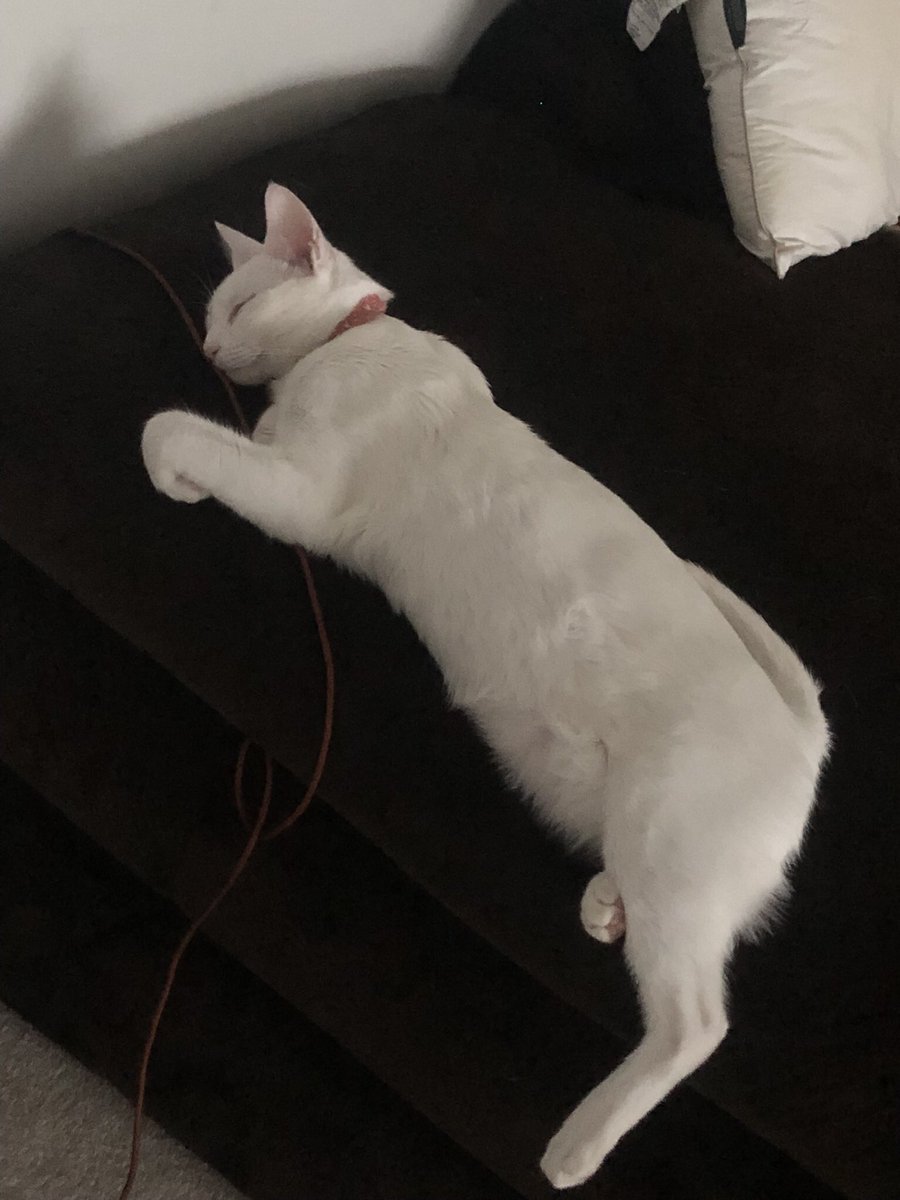colleseberg's tweet photo. @literallymecats This is Star https://t.co/bcUkr5NLO0