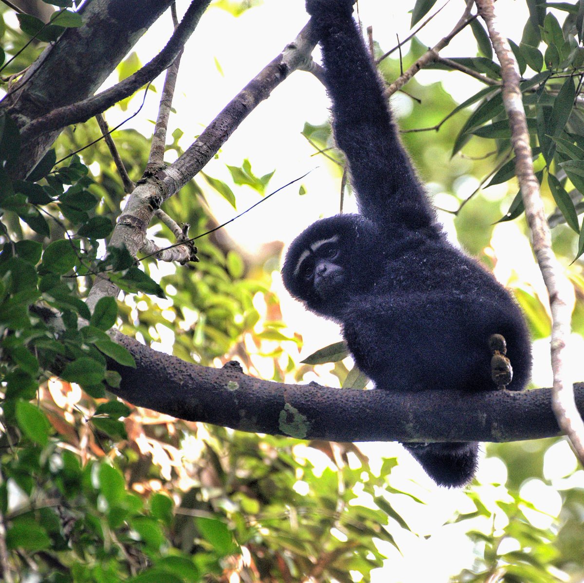 manmeet2479's tweet photo. Here you go.. when was the last time you caught an animal in the act 😃 Got this in the forests in Assam
#wildlifephotography #funnywildlife
#hoolock #gibbons
#wildlife @ParveenKaswan @Geethanjali_IFS @swethaboddu @susantananda3 @IfsMadhu @AnkitKumar_IFS @nehaa_sinha @pargaien https://t.co/s1kn8ySe7G