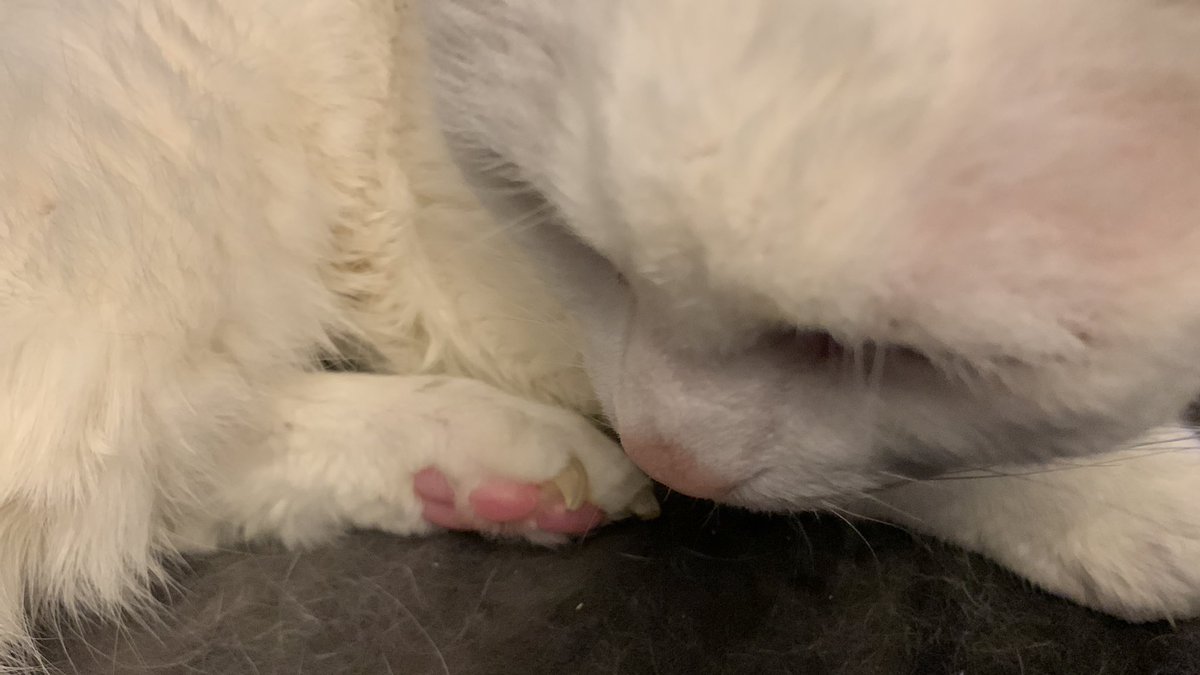 SpikeTheNene's tweet photo. Old man toe beans. #CatsofTwittter https://t.co/ZY4EKVGi15