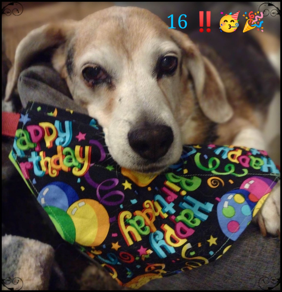 Bailey_Beagle's tweet photo. Happy 16th you sweet old beagle boy, BAILEY! 🎉🎉🎉🥳🥳Life's been a blast with you! You're still amusing, best photo model ever, great traveler (from Idaho to Florida to Texas and many states in between), great foster brother to several other beagles, all around best #beagle. https://t.co/5hrnpCkExN