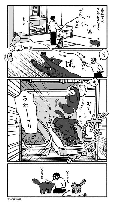 今朝の猫 