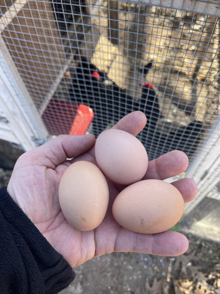 What egg shortage?  🤔  Getting my own backyard chickens a year and a half ago has been a solid investment!  #CoopLife #ChickenDad #BackyardChickens