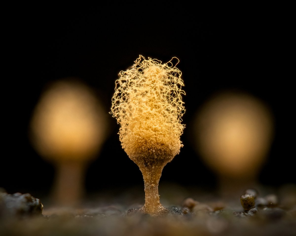 VisibleNature tweet media