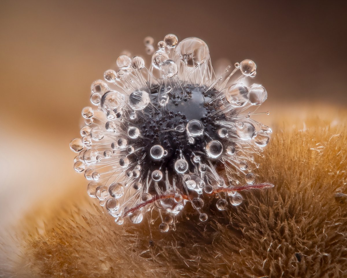 VisibleNature tweet media