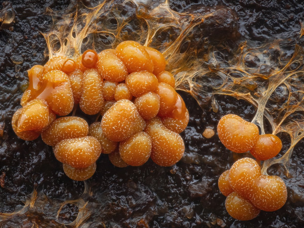 VisibleNature tweet media