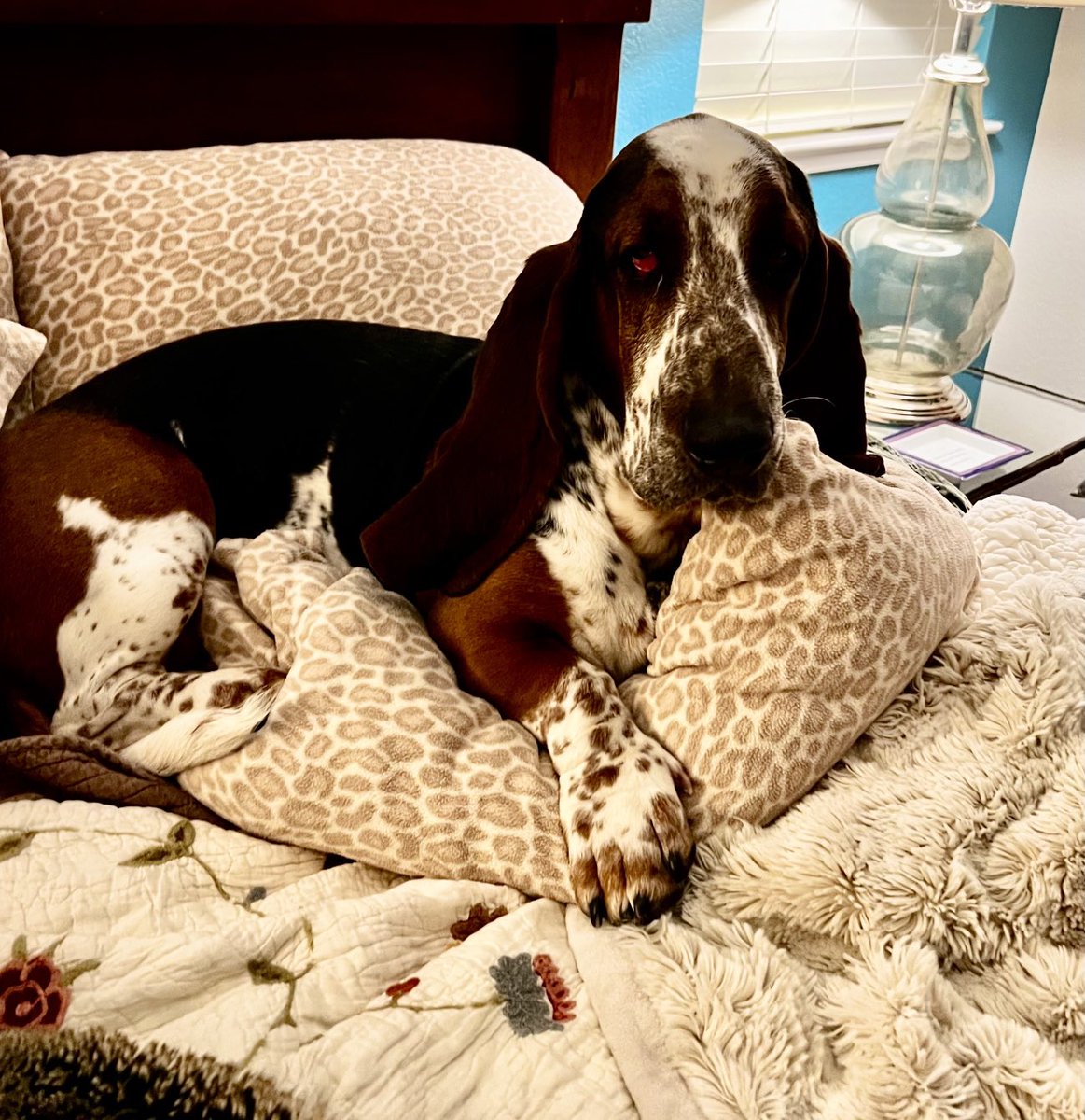 ygwyll1's tweet photo. Why yes, as a matter of fact I do claim these pillows for my own. #FinnTheHound #bedthief https://t.co/LEOEUSnXtk