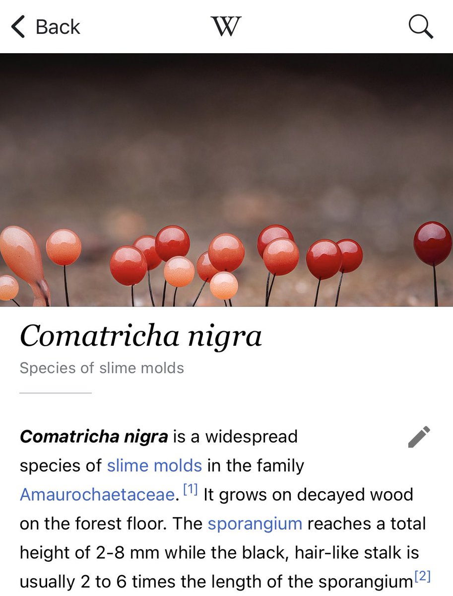 VisibleNature tweet media