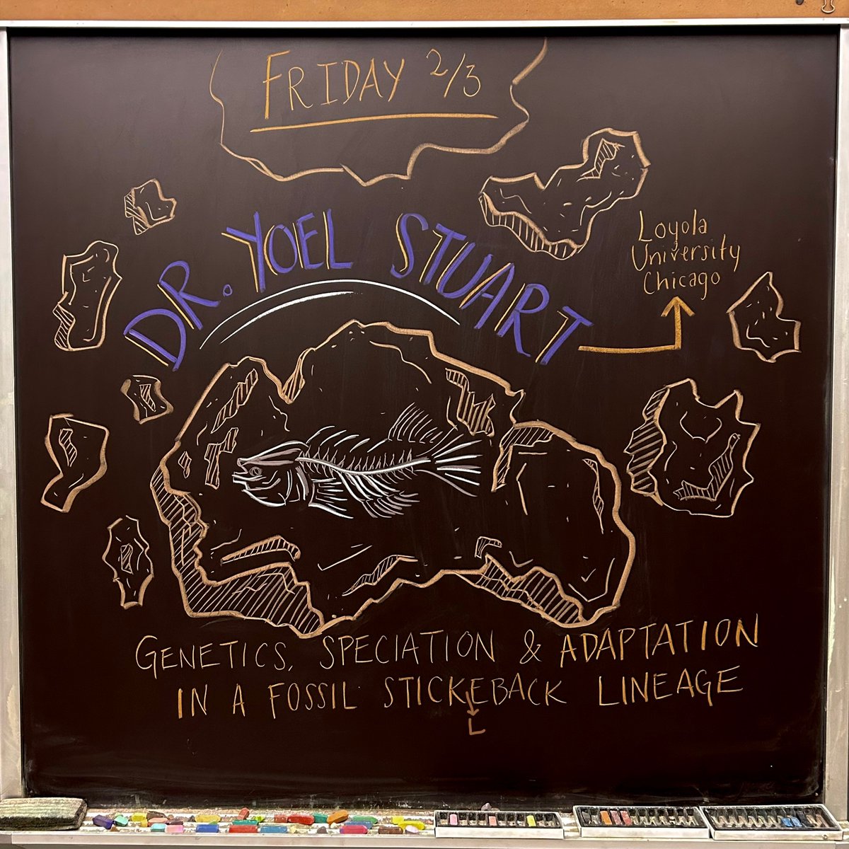 KBSchalkboard's tweet image. This Friday - Dr. Yoel Stuart (@yestuart) will share his work investigating the micro/macro evolutionary trajectories of a fossil stickleback lineage! #MSUKBS #SciArt