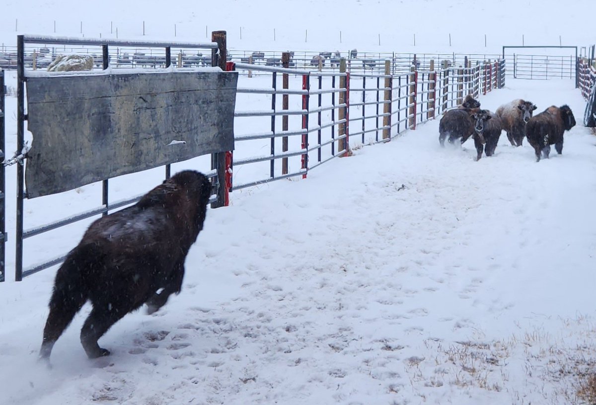 ha_koekemoer's tweet photo. First calve crop in the corral, and the next herd is in the corrals ready for processing! #Ranching #BCPeace #Canadianbison https://t.co/5B9IogxcR1