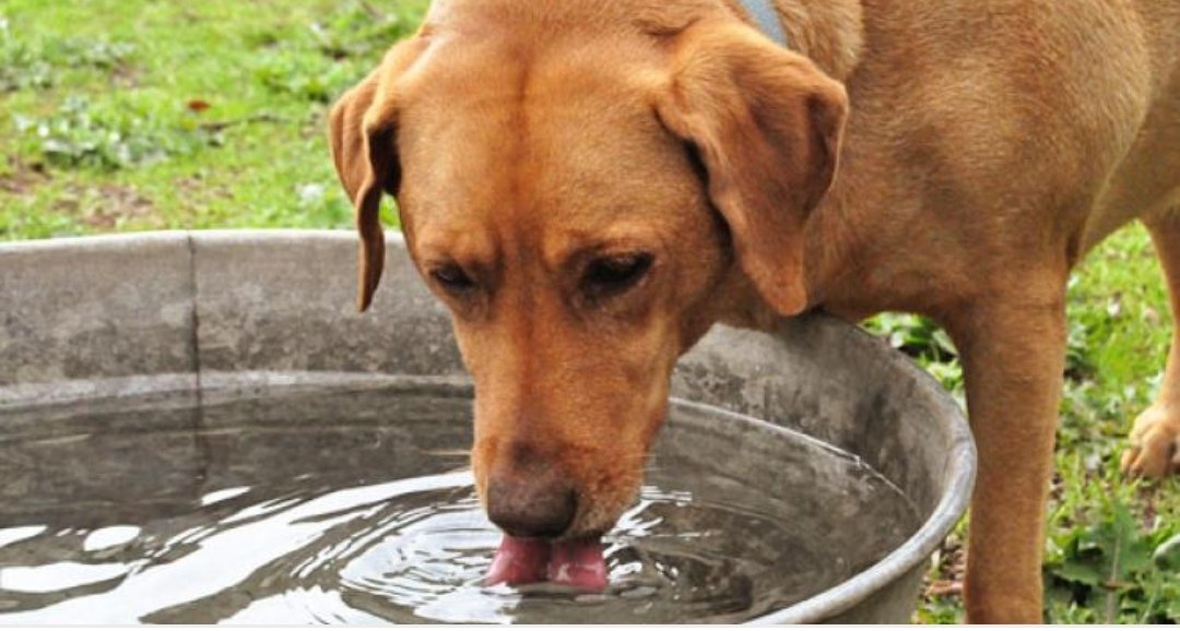 patrmarsh's tweet photo. #OlaDeCalor
No cuesta nada dejar agua fresca para perros y gatos, hasta los pajaritos se lo agradecerán, no saquen a sus perros a pasear a pleno sol, háganlo muy temprano o cuando baje ya el calor.
Sí no entienden, salgan descalzos ud a ver como les va. https://t.co/oG5aZXxqkO