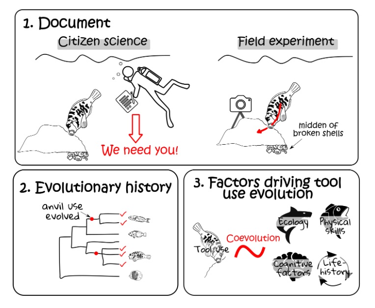 ASFB (@austsocfishbiol) on Twitter photo Report your observations of fish tool use!
A new citizen science project by @TarielJuliette and <a href="/CulumBrown/">Culum Brown 🇺🇦</a> is inviting divers, snorkellers and aquarium-goers to submit their observations of tool use behaviour, in which fish use anvils to crack open prey
fishtooluse.com Report your observations of fish tool use!
A new citizen science project by @TarielJuliette and <a href="/CulumBrown/">Culum Brown 🇺🇦</a> is inviting divers, snorkellers and aquarium-goers to submit their observations of tool use behaviour, in which fish use anvils to crack open prey
fishtooluse.com