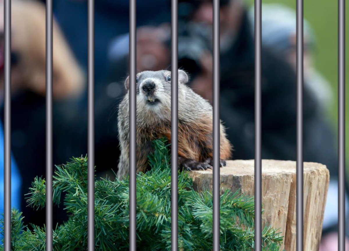 BREAKING: Punxsutawney Phil ARRESTED on several drug charges 24 hours before big event