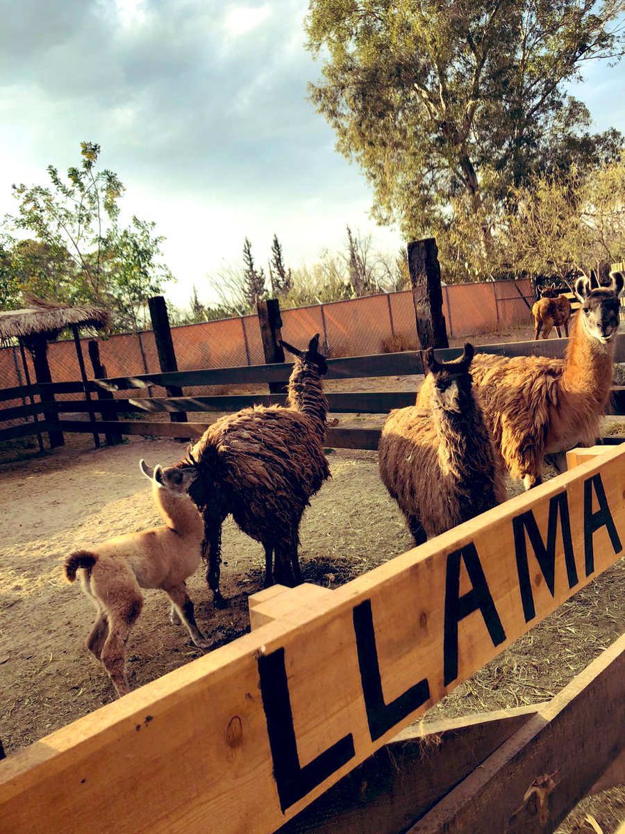 Me informan que tenemos una nueva habitante en <a href="/HaciendaMR/">Hacienda Mi Ranchito</a>
Una Llamita hermosa 🦙🤍.

Si algo amo es la naturaleza y el respeto a ella. Estas noticias me llenan de alegría. 
Me atrevo a decir que somos de las reservas animales más grandes del norte de México. Si! En La Laguna.