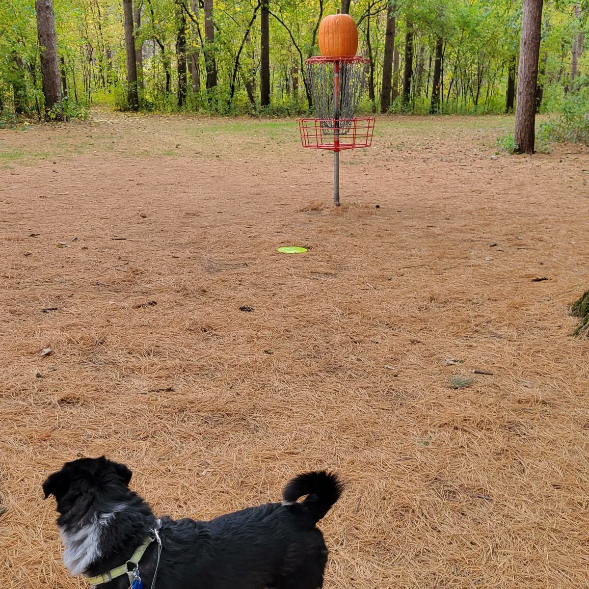 mcminndesign's tweet photo. @EverytimeDisc Does my dog count? https://t.co/PBgyBuMEan