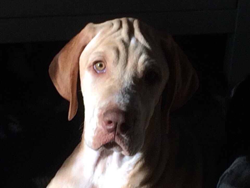 One of my favourite photos of Gilbert #pup #dog #pose #boopmynose #cutepup #pointer