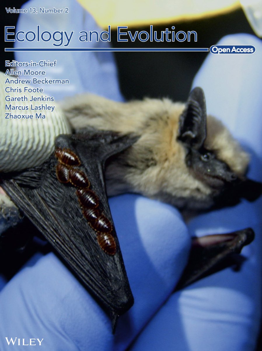 Happy to share our latest paper exploring the cryptic diversity of #bat #ectoparasites in northwestern #Mexico! We found potential new lineages of #bugs, #flies & #ticks, showing our cute infested buddy in the cover 🦇 dx.doi.org/10.1002/ece3.9… @DrSimon_Goodman @AlKeen1 @TomKitchng