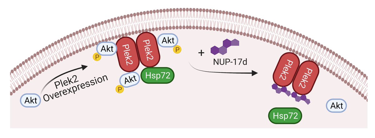 Peng Ji (@pengji_lab) on Twitter photo Excited to share our recent publication <a href="/jclinicalinvest/">Journal of Clinical Investigation</a> on a novel class of small molecule compounds targeting Plek2-Akt interaction to treat #MPN. jci.org/articles/view/…. The diagram summarizes it all. Excited to share our recent publication <a href="/jclinicalinvest/">Journal of Clinical Investigation</a> on a novel class of small molecule compounds targeting Plek2-Akt interaction to treat #MPN. jci.org/articles/view/…. The diagram summarizes it all.