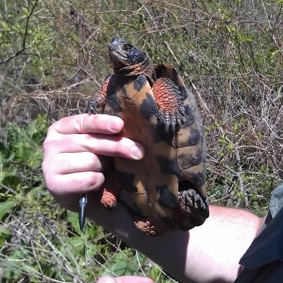 Job posting will soob be up on TAMU, but I am hiring two seasonal technicians conduct presence/absence surveys for Wood Turtles at Fort Drum, NY (housing provided) starting in mid-April.  $18/hr+ based on experience and education. 

Please let me know if you are interested!