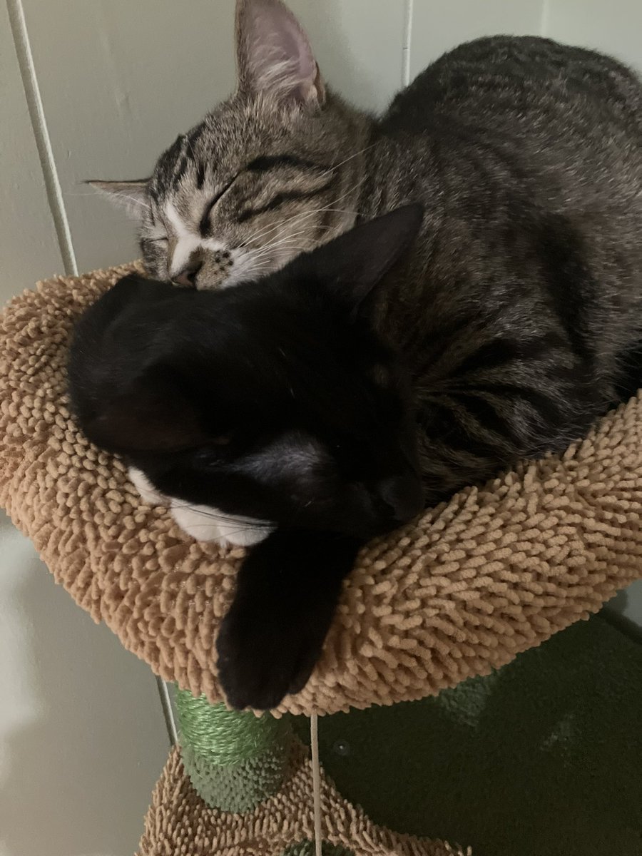 SableSouth's tweet image. Ozzy is giving Sienna the sweetest kitten hugs you ever did see and I just had to share it 🤗