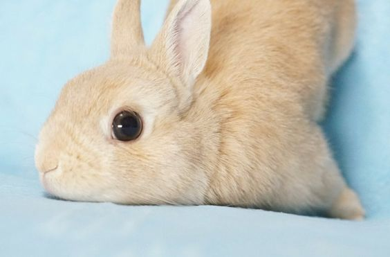 RabbitEveryHour's tweet image. 