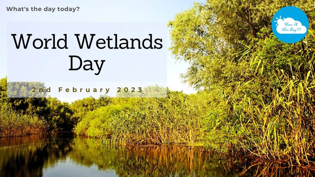 en.wikipedia.org/wiki/World_Wet…
#haveaniceday #daytoday #WetlandsDay #nature #birds #wildlife #waterfowl #birding #wetlandsconservation #birdwatching #forest #lake #wetlandbirds #Love #naturelovers #2February