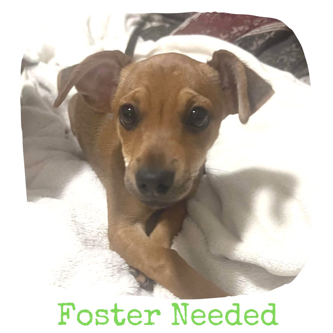 Meet Taika! This adorable girl is new at CARE and is in need of a foster. If you can help her please text Peggy at 210-313-3600.💚