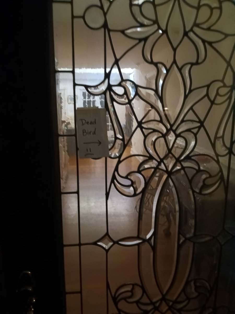 TheClayDowning's tweet photo. And this is what I came home to today sad news he must have flown into one of the windows
#sad #sadnews #sadness #homefromwork #poorbird https://t.co/Jbyc221UdY