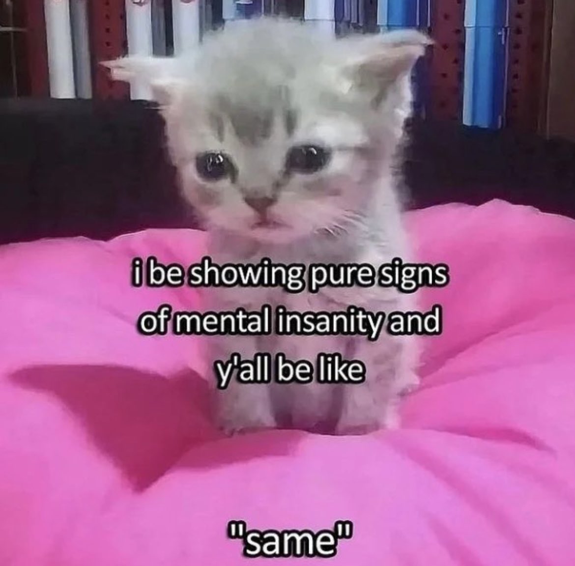 literallymecats's tweet image. 