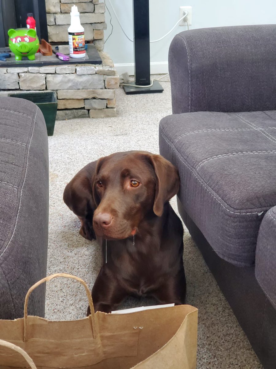 I think my dog is broken