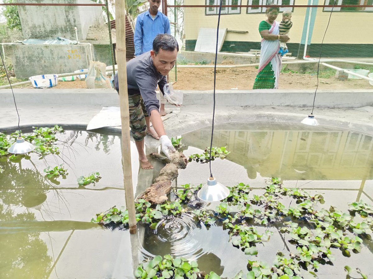 Rivertiger85's tweet photo. We opened a new facility for rearing and release of Black Softshell Turtle near Kaziranga in Assam. This facility will help us to raise 100 hatchlings of BST until they reach 500 grams for restocking program. https://t.co/zumNO49B4I
