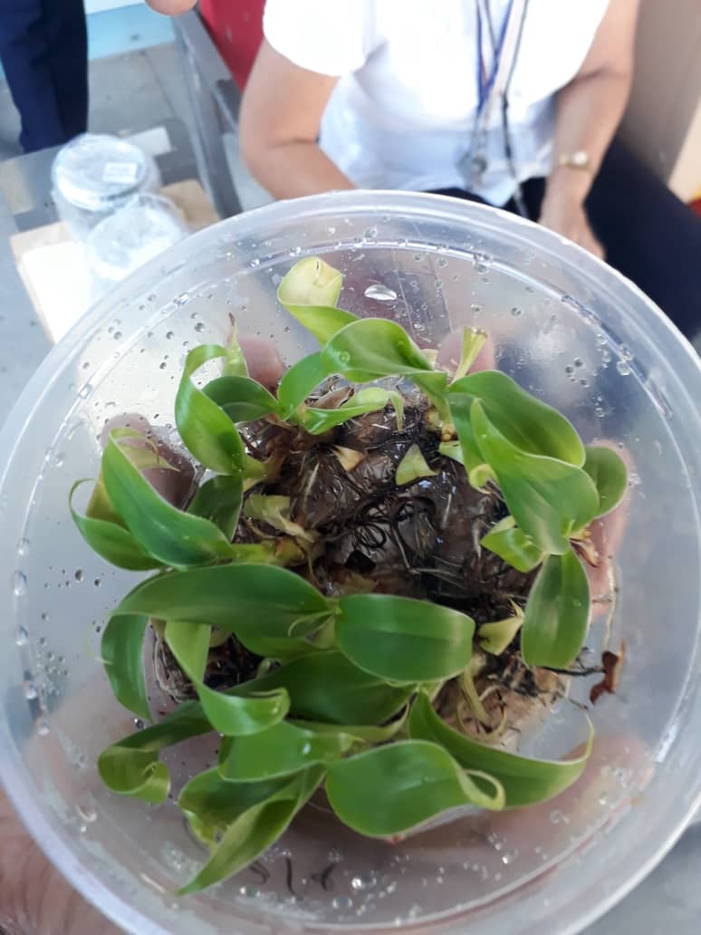 Instituto de Biotecnología de las Plantas tweet media