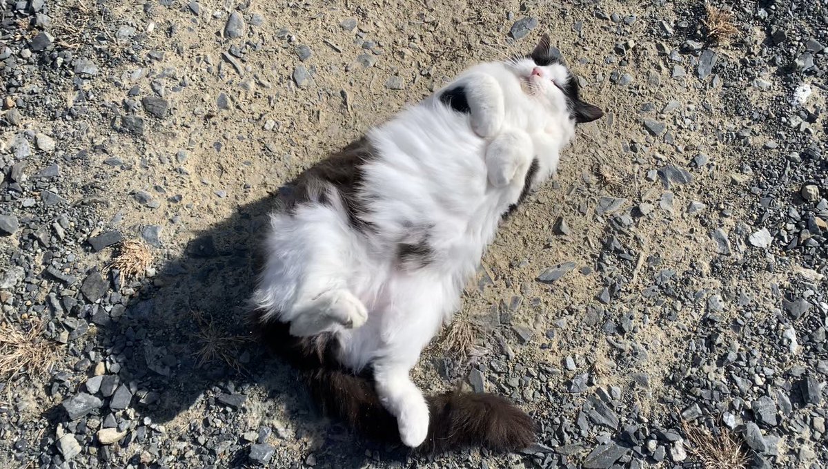 youtubeを更新しました。

personal grooming/自らの毛繕い
youtu.be/o7_Ft53o_9o

#cat #野良猫　#猫　#猫好きさんと繋がりたい
#straycat #猫がいる暮らし