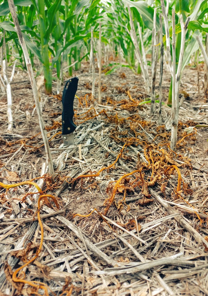 Excelente control de Amaranthus RR. Zona de Agraciada.

Maíz Pioneer 1804 PWEnlist

Foto 1: maíz emergido
Foto 2: 7 dda de 2,5 lts Enlist Colex-D + 2,5 lts Panzer Gold
Foto 3-4: 10 dda DOBLE GOLPE, 2 lts Lifeline + 1,5 sulfato de amonio + 2,5 lts SureStartII

CONTROL SIN LIMITES