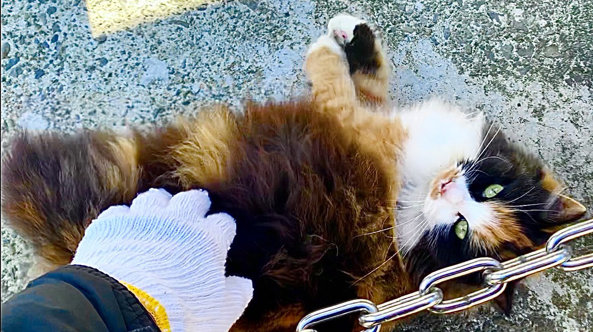 youtubeを更新しました。

friendly cat/人懐っこい猫
youtu.be/vwopFRi25Ao

#cat #野良猫　#猫　#猫好きさんと繋がりたい
#straycat #猫がいる暮らし
