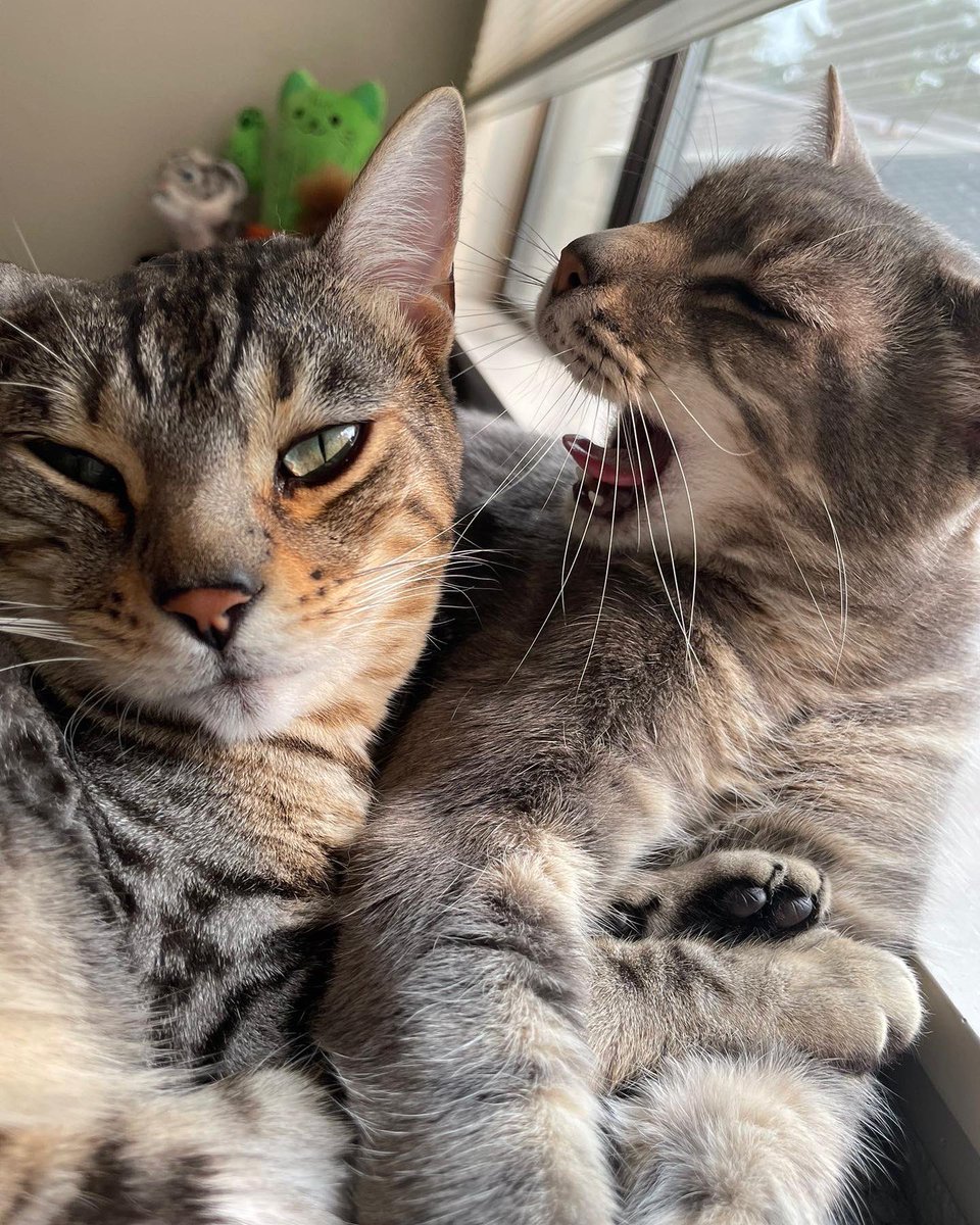 TheRealMaxGrove's tweet photo. @kellysue Loki and Gandalf recreate a meme https://t.co/qCaXM7WRjj