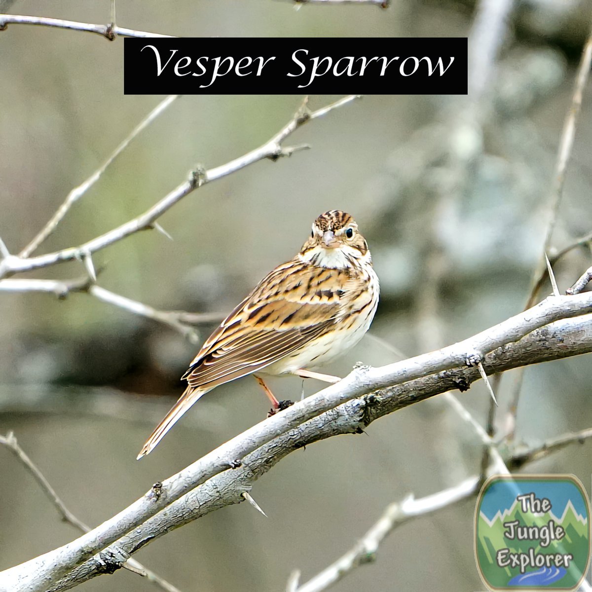 TheJungleExplo1's tweet photo. It's time for Bird of the Day!

Vesper Sparrow

https://t.co/Ex7awtYSbF
https://t.co/EfZFcWvNYm
https://t.co/3YvDVYprnz
https://t.co/zUntk5SIoZ

#nature #naturephotography #wildlifephotography #birds #birdingphotography #birding #jungleexplorer #thejungleexplorer #Texas https://t.co/ifycP3zpi0