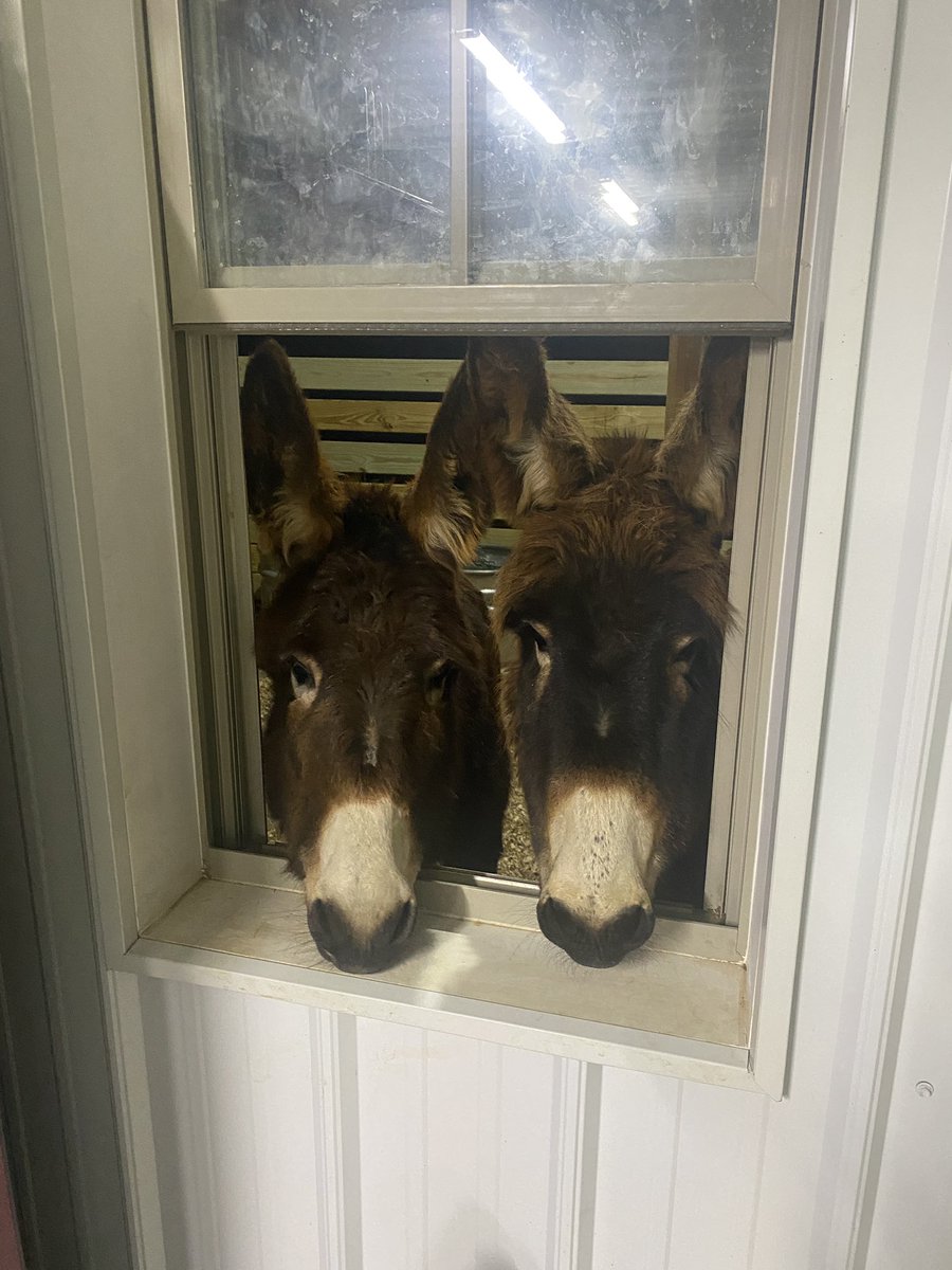 My sweet baby donkeys! Ash and Naomi enjoy their “friendow” friend window! it’s our window into the shop from the stall! My heart just stops beating when they show up! ❤️ love!