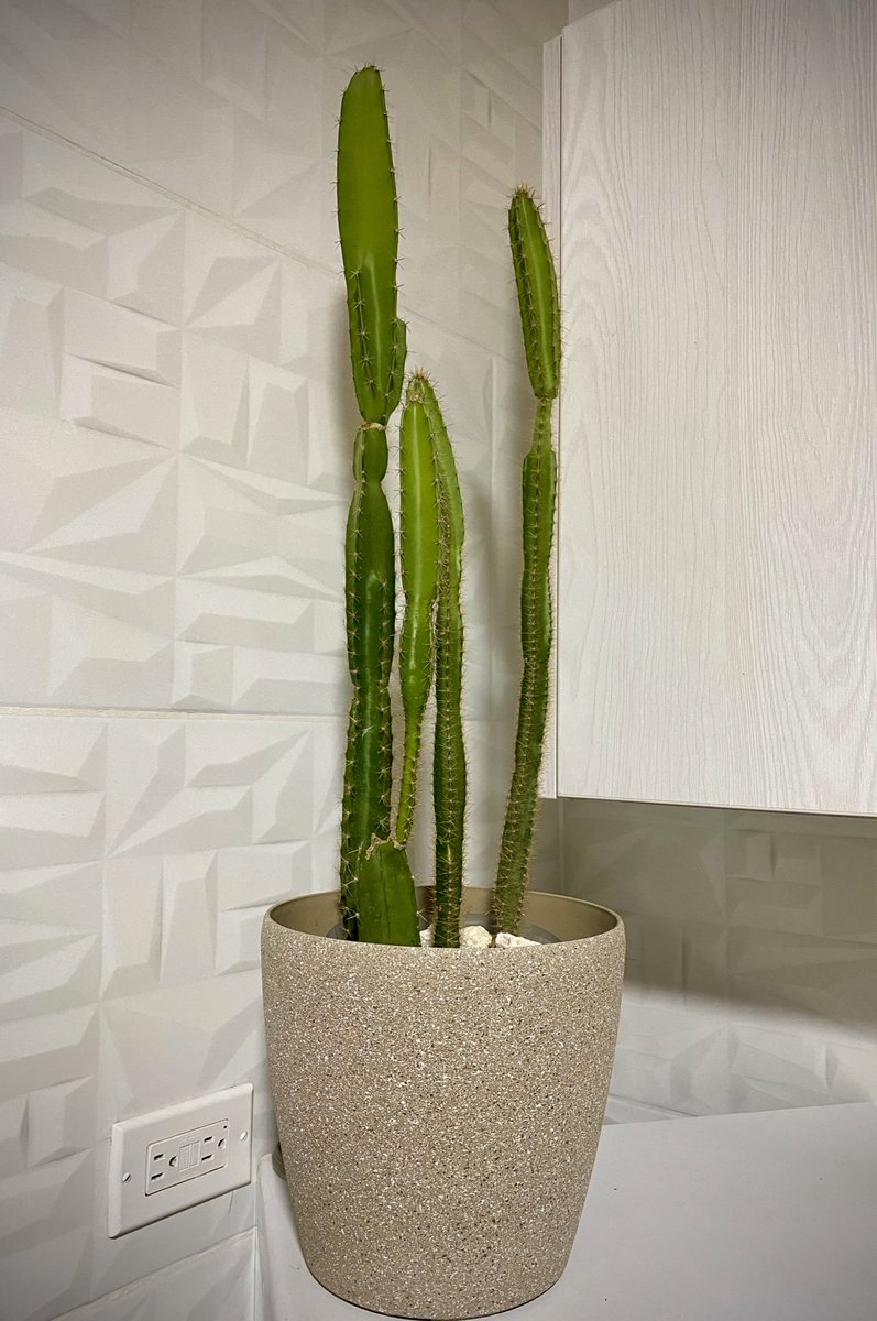 saymir_GG19's tweet photo. #sayhome 🤩🌵 https://t.co/JDTAbVAauc