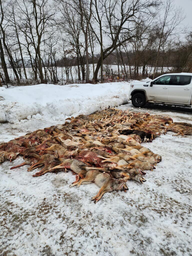 BanKillContests's tweet photo. .@GovEvers @LtGovFlanagan @WisDems @WPR @WisSenGOP @WIYRs @WiRepublicans @journalsentinel Another photo of the latest coyote-killing contest in #Wisconsin. In the running for the best #slobhunting in the U.S. https://t.co/ZQdUR1QOJs