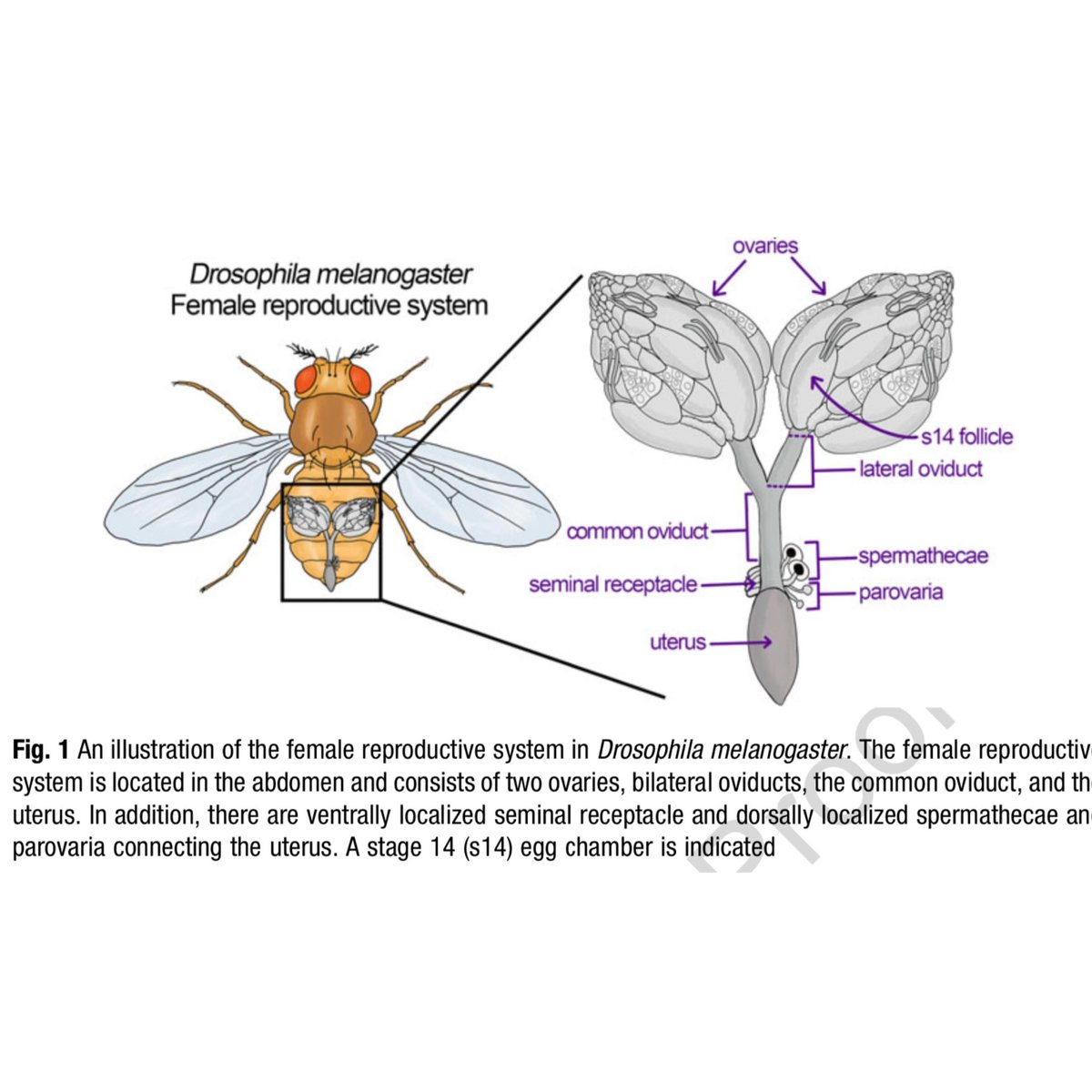 oramasdataviz's tweet photo. ~70% of human disease causing genes can be found in #fruitflies. The #genetic causes of #ovulation disorders remain obscure &amp; #drosophila offer many #genetictools. This &amp; the fact that 🪰 ovulate >60 times/day makes them a great model for #femalereproduction https://t.co/cOPMlSO44F