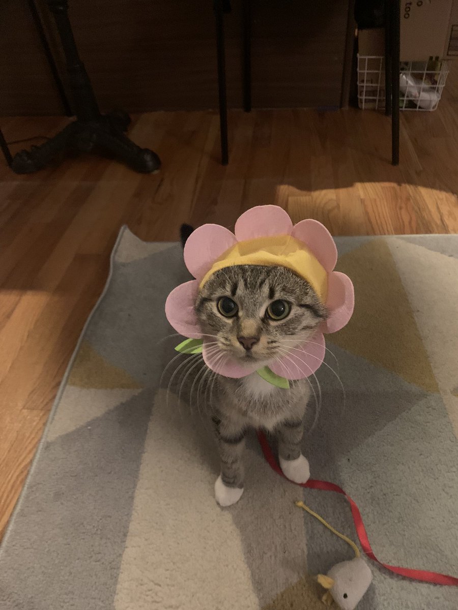 raspberrycat_'s tweet image. wel.,. aparently i ame in bloom 🌸🌷✨