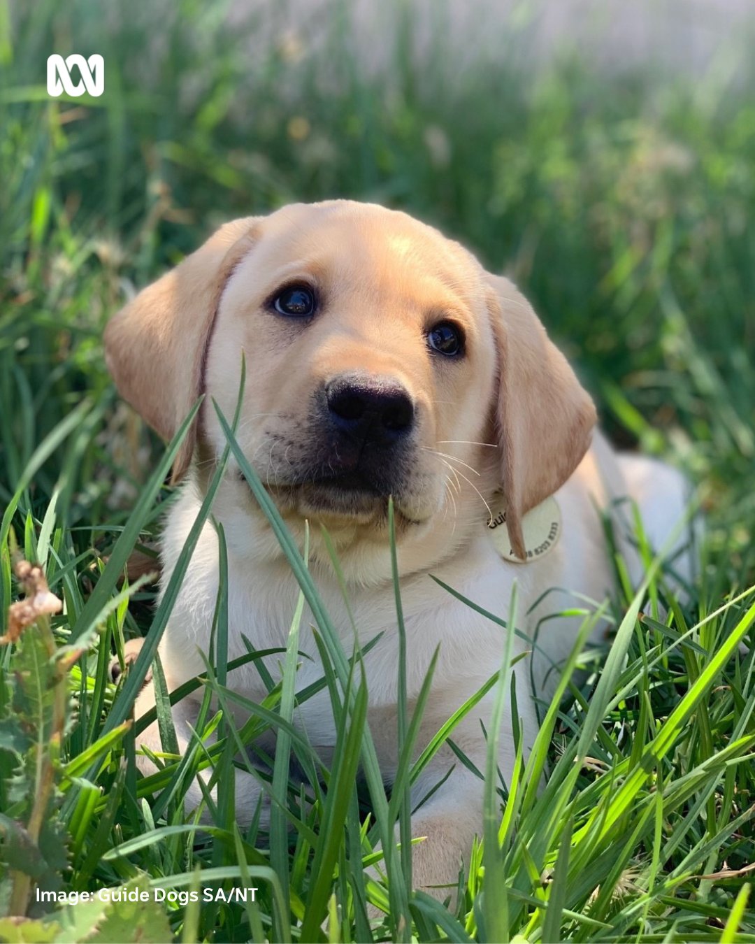 ABC Adelaide on Twitter "Can you help us name ABC’s Guide dog in