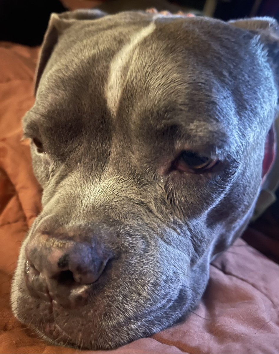 Thanks all for the Violette 💜🙏📿 slowly on the mend … #dtla_everyday #dtladogs #dtlaartsdistrict #dontbullymybreed  #pitbullsofinstagram #sickday #staffy #staffylove