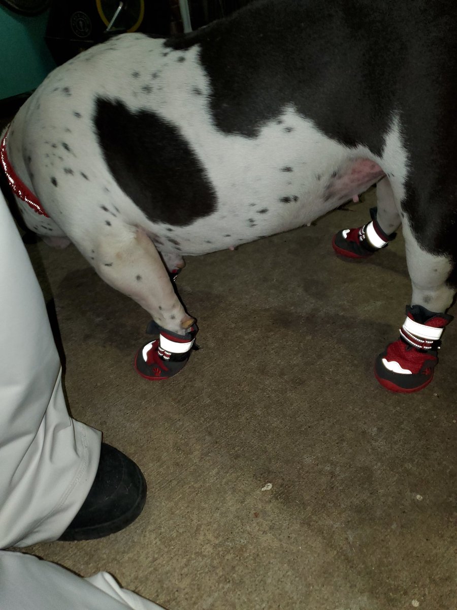 Pogonophiliac's tweet photo. #BellaRedd got her red kicks on! #AmericanBully https://t.co/NrBpsjVz3E