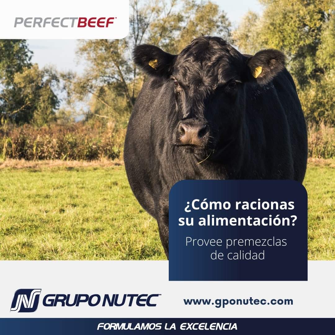 GrupoNutecMx's tweet photo. Mejora la digestibilidad de alimento y estimula una engorda eficiente con PERFECT BEEF®. 

Contáctanos para brindarte información de nuestro programa de alimentación. https://t.co/zyoOE59Xad